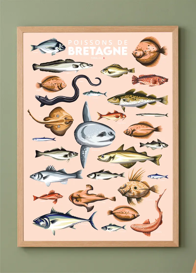 Affiche - Poissons de Bretagne
