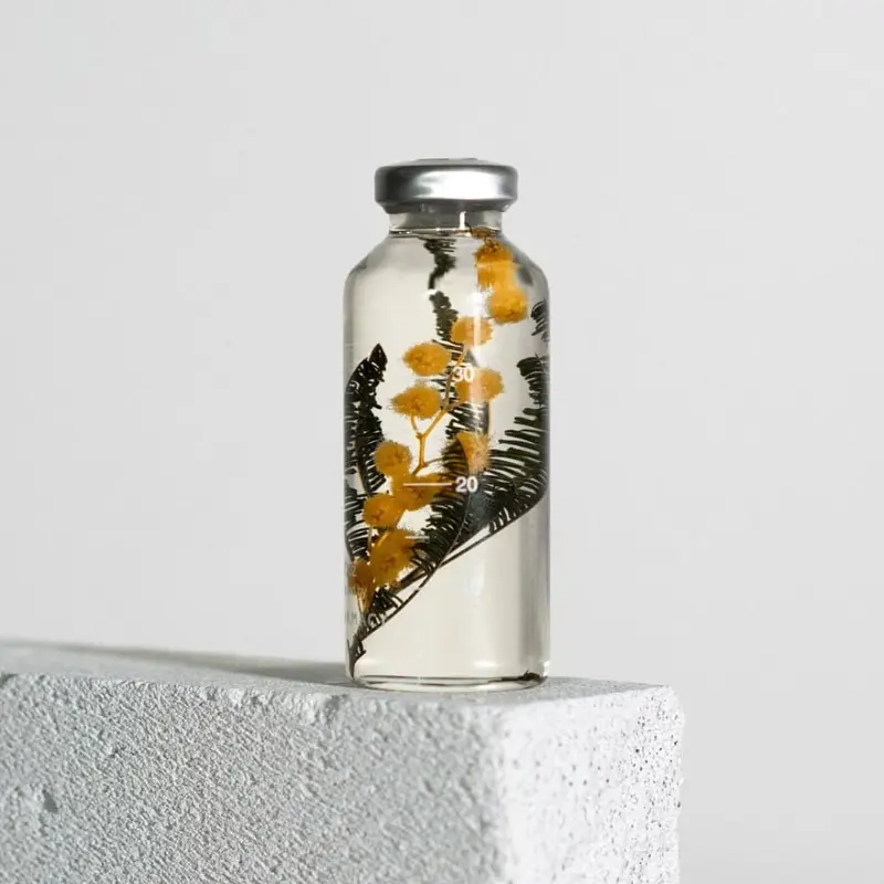 Bottle Plant - Acacia dealbata - SPS_020