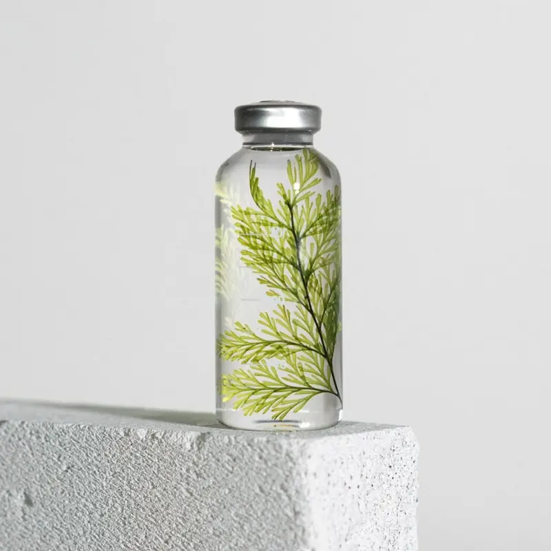 Bottle Plant - Tabaria fern - SPS_021