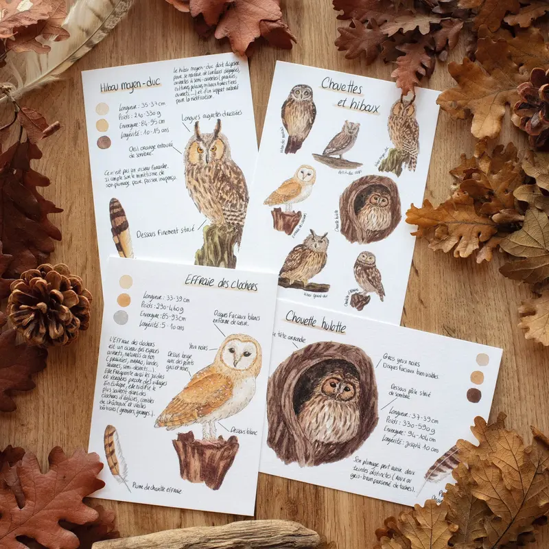 CARTE Chouettes et hiboux, A6 - carterie - papeterie