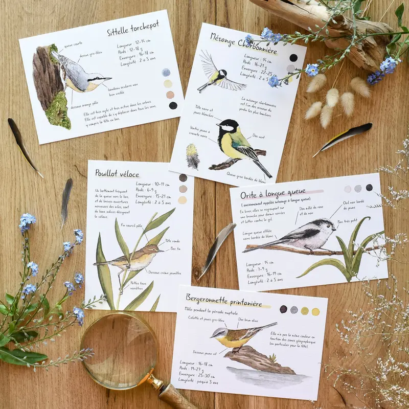 CARTES Naturalistes Oiseaux printaniers, A6 - carterie - papeterie