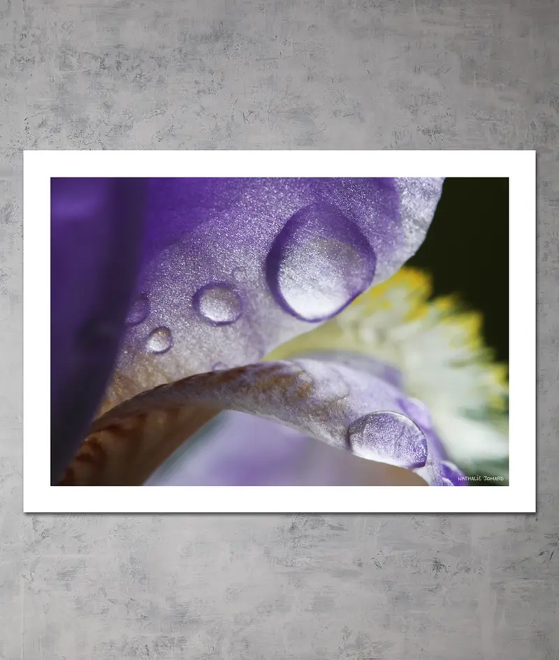 Poster Iris au petit matin