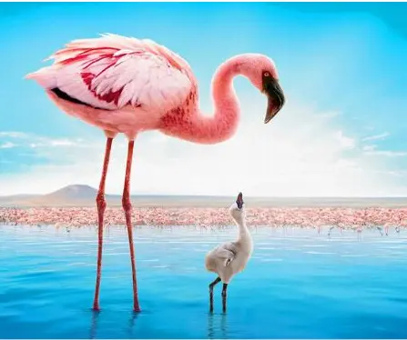 Puzzle Flamant Rose