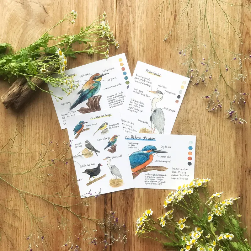 SET DE 4 CARTES Oiseaux des berges, A6 - carterie - papeterie